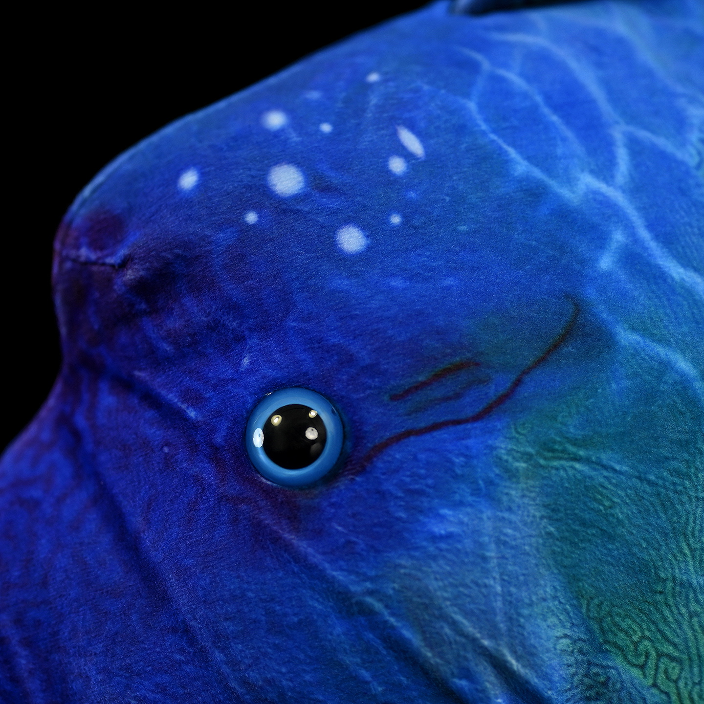 Humphead Wrasse Soft Stuffed Plush Toy